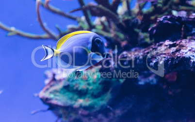 Powderblue tang fish Acanthurus leucosternon