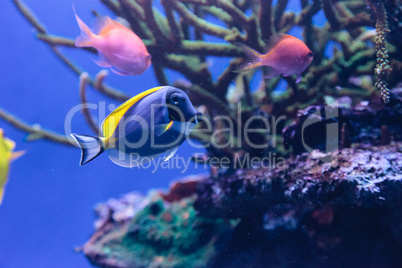 Powderblue tang fish Acanthurus leucosternon