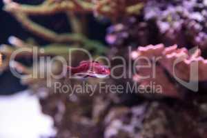 Dark red Cirrhilabrus sailfin fairy wrasse