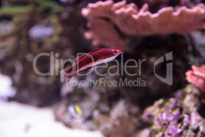 Dark red Cirrhilabrus sailfin fairy wrasse