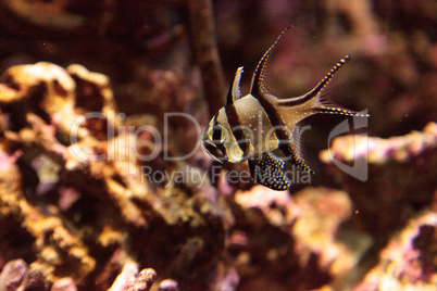 Banggai Cardinalfish Pterapogon kauderni