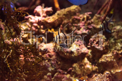 Banggai Cardinalfish Pterapogon kauderni