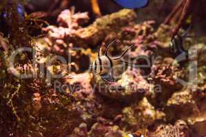 Banggai Cardinalfish Pterapogon kauderni