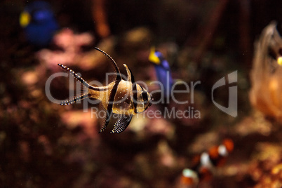 Banggai Cardinalfish Pterapogon kauderni