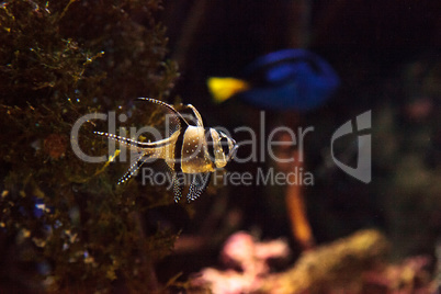Banggai Cardinalfish Pterapogon kauderni