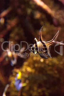 Banggai Cardinalfish Pterapogon kauderni