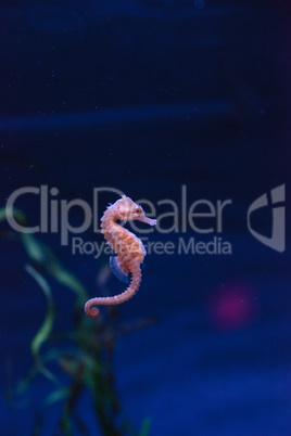 Spotted seahorse Hippocampus kuda