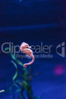 Spotted seahorse Hippocampus kuda