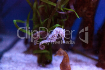 Spotted seahorse Hippocampus kuda