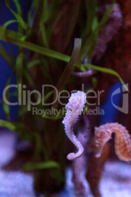 Spotted seahorse Hippocampus kuda