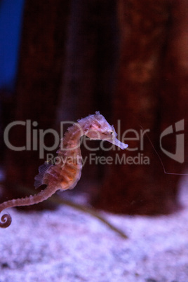 Spotted seahorse Hippocampus kuda