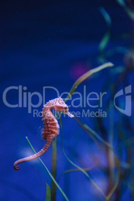 Spotted seahorse Hippocampus kuda