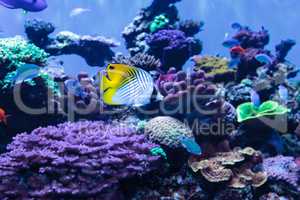 Threadfin butterflyfish known as Chaetodon auriga