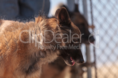 Belgian malinois mix dogs