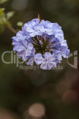 Blue flowers of Petrea volubilis