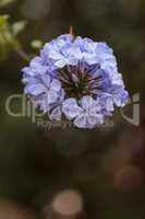 Blue flowers of Petrea volubilis