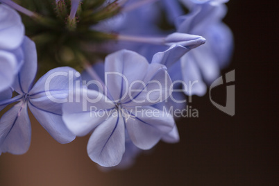 Blue flowers of Petrea volubilis