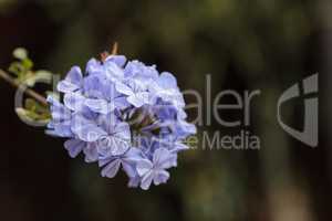 Blue flowers of Petrea volubilis