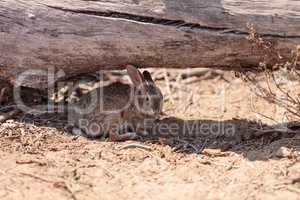 Juvenile rabbit, Sylvilagus bachmani