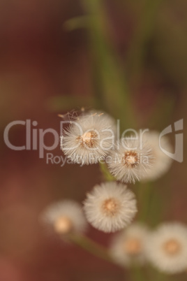 Wispy seeds of Canada horseweed Conyza canadensis