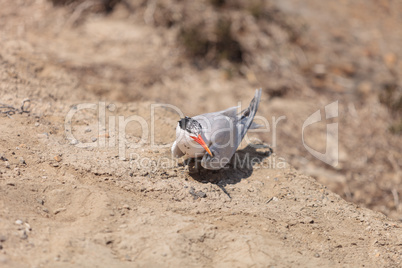 Nesting female Caspian tern Hydroprogne caspia