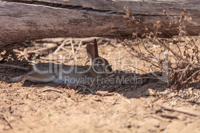 Juvenile rabbit, Sylvilagus bachmani, wild brush rabbit