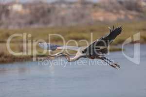 Flying great blue heron