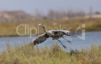 Flying great blue heron