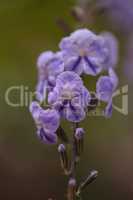 Geisha Girl, Duranta erecta, purple flower