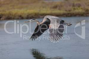 Flying great blue heron
