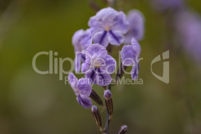 Geisha Girl, Duranta erecta, purple flower