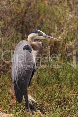 Great blue heron bird, Ardea herodias