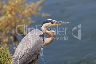 Great blue heron bird, Ardea herodias