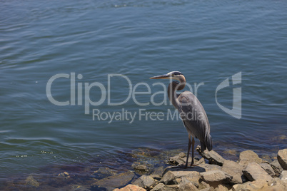 Great blue heron bird, Ardea herodias