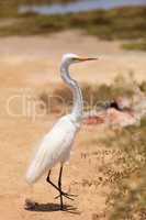 Great egret bird, Ardea alba