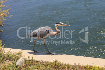 Great blue heron bird, Ardea herodias