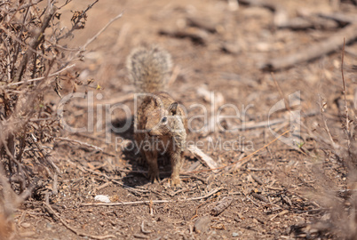 squirrel Otospermophilus beecheyi