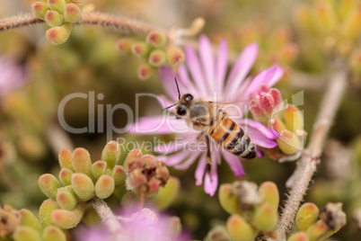 Honeybee, Apis mellifera