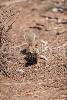 Squirrel Otospermophilus beecheyi