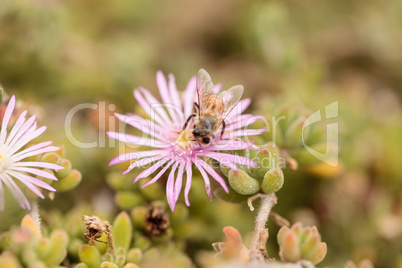 Honeybee, Apis mellifera