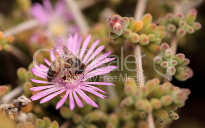 Honeybee, Apis mellifera