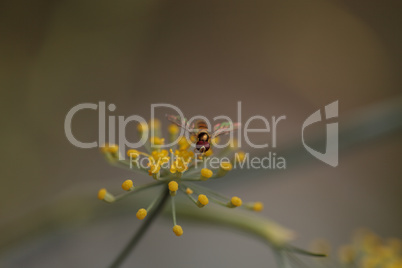 Tiny gold and brown hoverfly Sphaerophoria philanthus