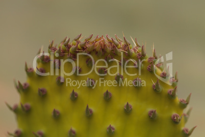 Prickly pear cactus, Opuntia, pad