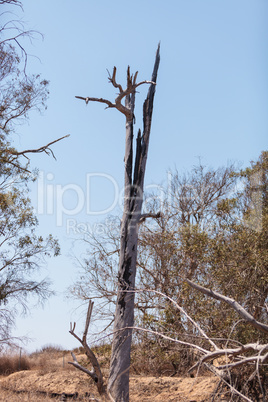 Tree struck by lightning