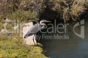 Great blue heron bird, Ardea herodias