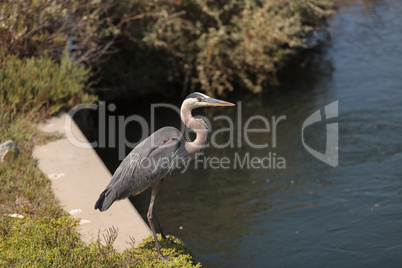 Great blue heron bird, Ardea herodias