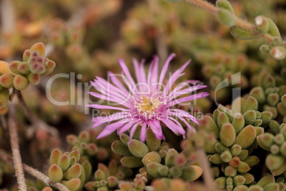Pink flower on Ice plant succulent, Carpobrotus edulis