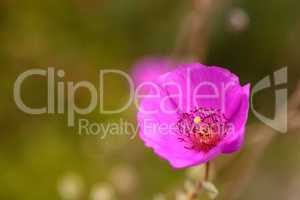 Hot pink flower of Rock purslane Calandrinia spectabilis