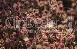 Mesembryanthemum crystallinum, crystalline ice plant