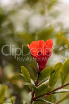 Pomegranate tree, Punica granatum, flower